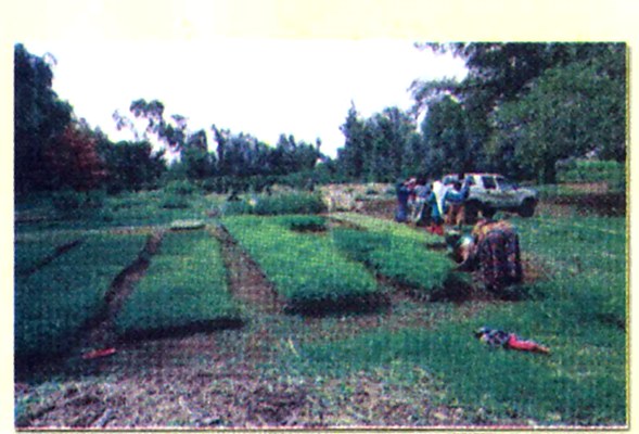 A women's group tending seedling beds at a community nursery